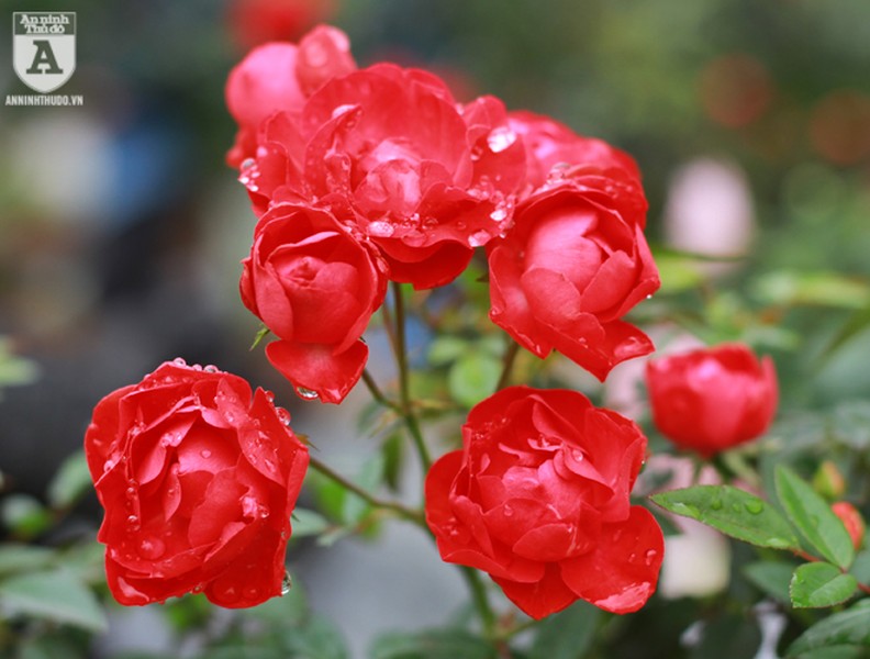 Ngắm hoa hồng bonsai trị giá cả trăm triệu đồng khoe sắc